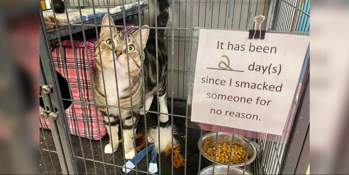 Cranky Shelter Cat Gets Hilarious "No-Smacks" Sign for His Cage — and Everyone’s Loving It