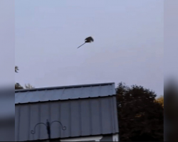 Man Spots a ‘Witch’ Flying Through the Sky — Then Realizes What It Really Is