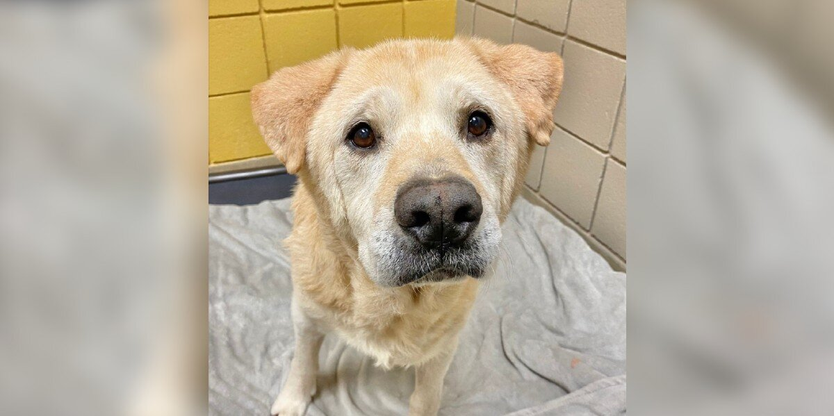Senior Dog With 'Teddy Bear Face' Can’t Understand Why He Was Returned to the Shelter 7 Times