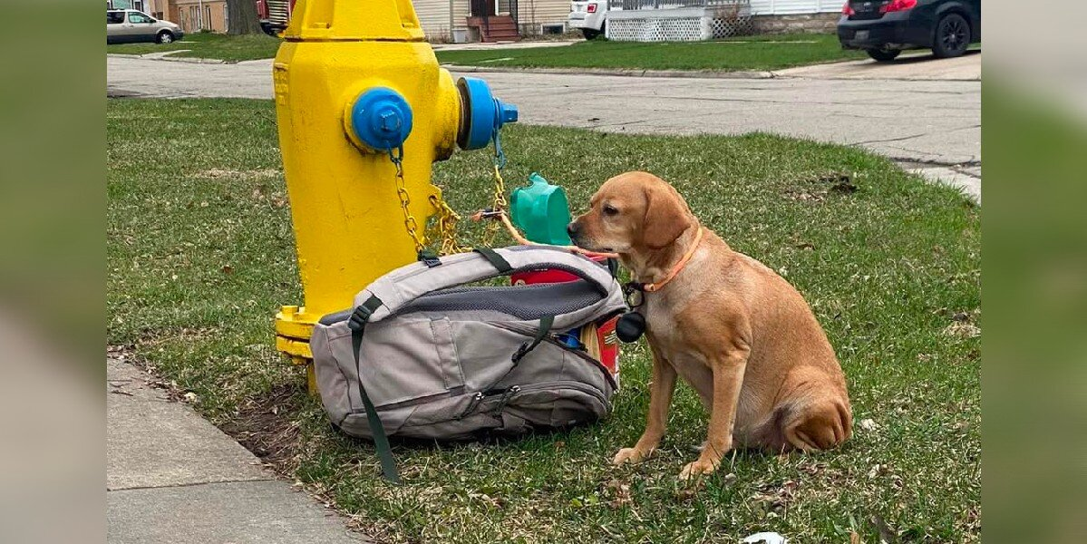 Woman Finds Dog Tied to Fire Hydrant With a Backpack Full of Her Favorite Things