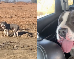 Woman Sees Dog With Puffy Face — And Instantly Knows Something’s Very Wrong