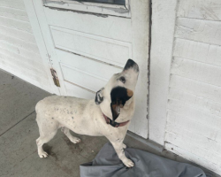 Devoted Dog Waits for Days on Empty Porch, Hoping Her Family Will Come Back