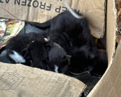 Woman Rescues Abandoned Cat Family From the Woods — Then One Starts Giving Birth in Her Car