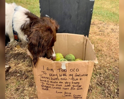 Dog Walker Discovers a Box in the Park With a Message That Touches Hearts