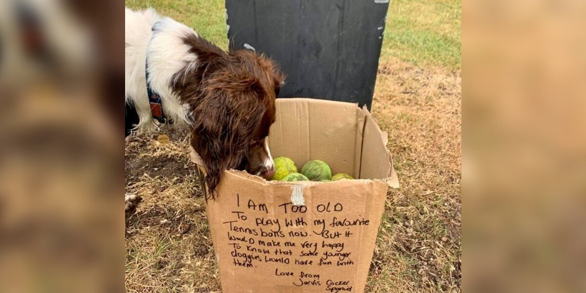 Dog Walker Discovers a Box in the Park With a Message That Touches Hearts