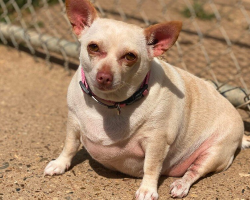 Chubby Chihuahua Transforms Her Life and Loses Half Her Weight