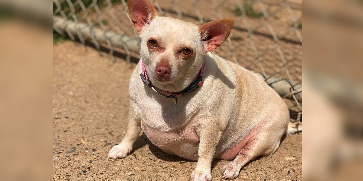 Chubby Chihuahua Transforms Her Life and Loses Half Her Weight