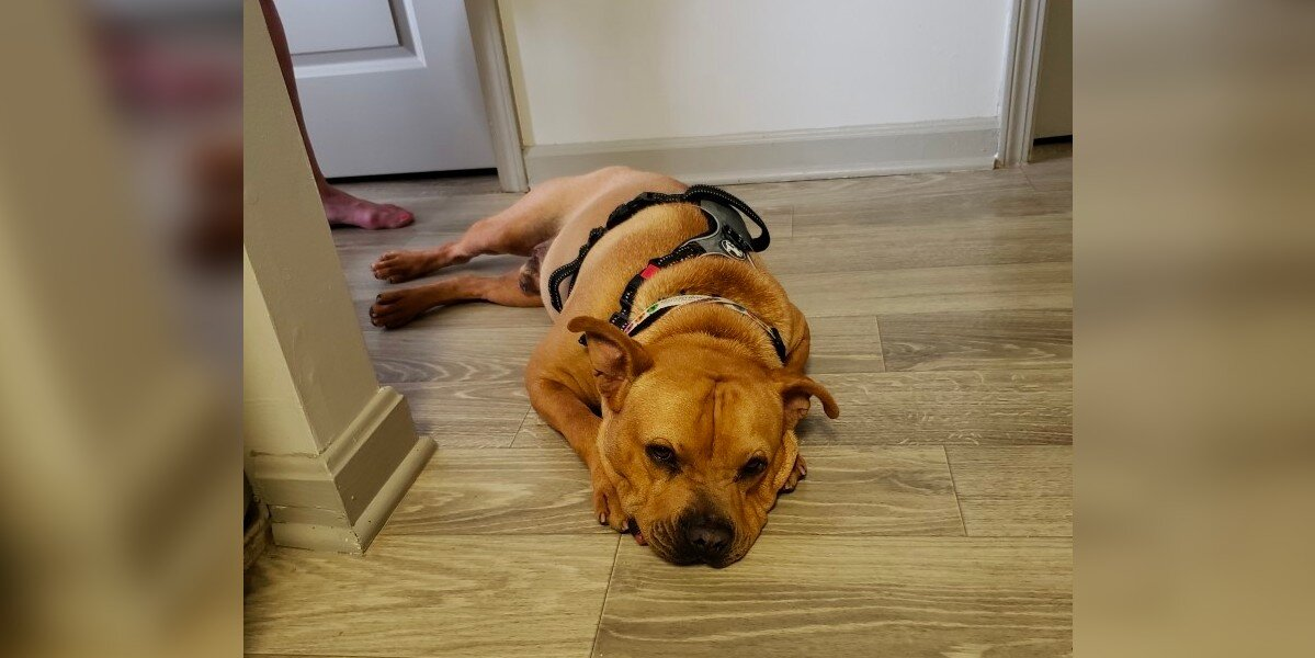 Shelter Dog Gets All Dressed Up for Adoption Day — But No One Shows