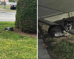 Heartbroken Pup Waits Weeks in Schoolyard for the Family Who Never Came Back