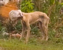 Dog With Jar Stuck On Her Head Spends Days Searching for Help — Until One Rescuer Refuses to Give Up
