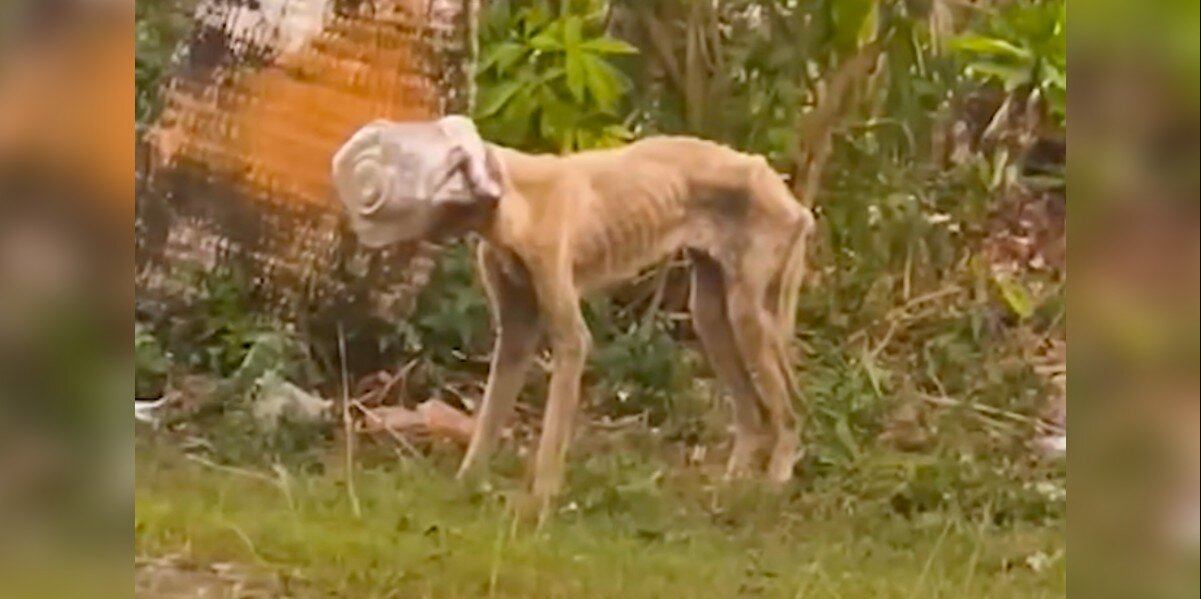 Dog With Jar Stuck On Her Head Spends Days Searching for Help — Until One Rescuer Refuses to Give Up