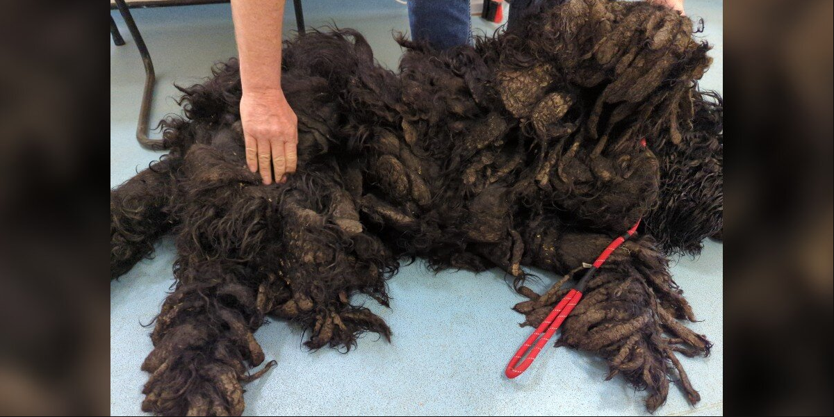 Matted Fur Ball Transforms Into Sweet Pup After 17 Pounds of Hair Removed
