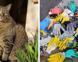 Cat Caught Red-Pawed After Solving Mystery of Missing Gardening Gloves