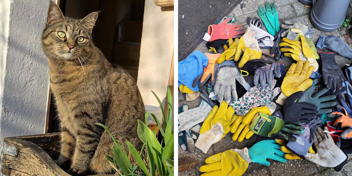 Cat Caught Red-Pawed After Solving Mystery of Missing Gardening Gloves
