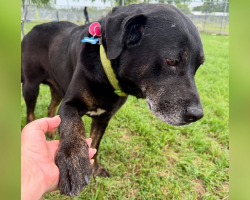 Senior Dog Dumped in a Park Finds Love Again in His Final Chapter