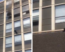 Fearless Cat Leaps from Burning Building — And Walks Away Like a Boss