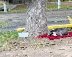 Starving Dog Family Found on a Rainy Blanket Wakes Up to a New Life