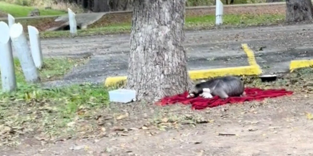 Starving Dog Family Found on a Rainy Blanket Wakes Up to a New Life