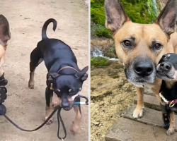 Supportive Chihuahua Helps His Special Needs Brother Learn to Walk Again