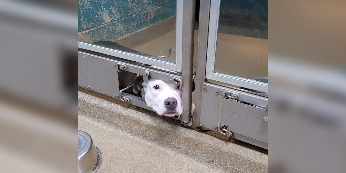 Shelter Dog Watches Through Kennel Hole as Her Friends Get Adopted — Until It's Finally Her Turn