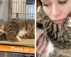 From Shelter Sadness to Pure Joy: Otie the Cat’s Beautiful Transformation