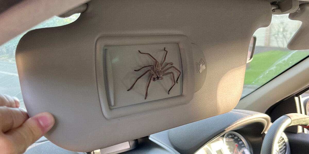 Man Has Been Sharing His Car With a Giant Spider for Over a Year
