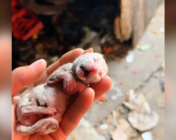 Woman Spots ‘Ice Cold’ Newborn Kitten in Trash — And Refuses to Let Him Give Up