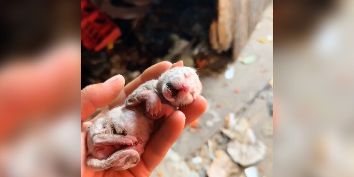 Woman Spots 'Ice Cold' Newborn Kitten in Trash — And Refuses to Let Him Give Up