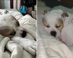 Shelter Dog Sleeps in a Real Bed for the First Time — And His Reaction Is Everything