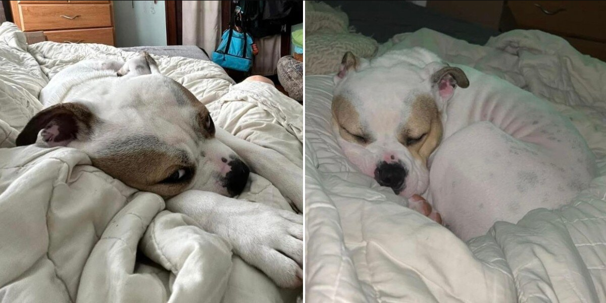 Shelter Dog Sleeps in a Real Bed for the First Time — And His Reaction Is Everything