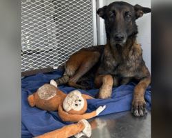 Dog Abandoned With Her Stuffed Monkey Waits Patiently for a Family to Notice Her