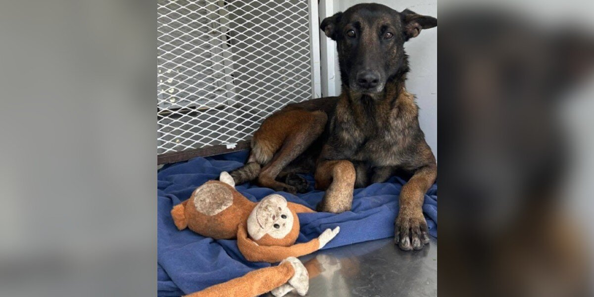 Dog Abandoned With Her Stuffed Monkey Waits Patiently for a Family to Notice Her