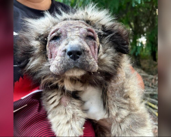 Neglected Puppy With ‘Lion’s Mane’ Transforms Into a Fluffy Teddy Bear After Finding Love