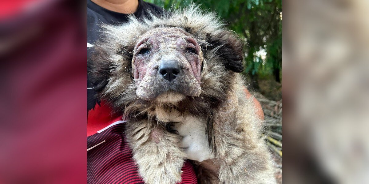 Neglected Puppy With ‘Lion’s Mane’ Transforms Into a Fluffy Teddy Bear After Finding Love