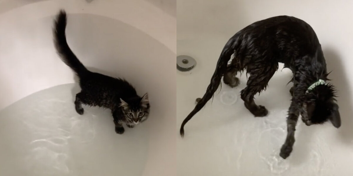 Kitten Takes a Dip in the Bathtub and Realizes He Might Be Part Otter