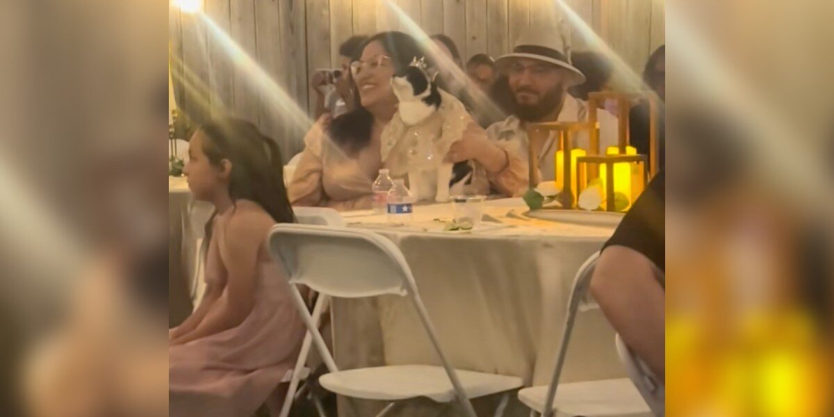 Woman Throws Dream Quinceañera for Her Beloved Cat After 15 Years Together