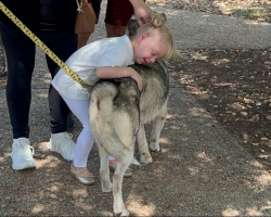 Husky Who Was Overlooked for Months Finally Finds His Forever Home — Thanks to a Little Girl