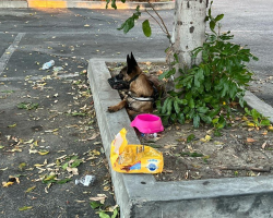 Dog Left With Her Belongings Watches Her Family Walk Away — Heartbroken and Alone