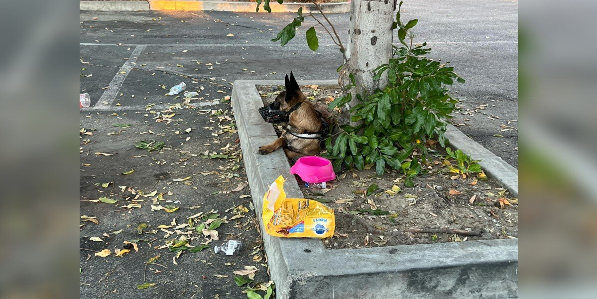 Dog Left With Her Belongings Watches Her Family Walk Away — Heartbroken and Alone