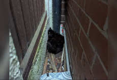 Cat Trapped Between Wall and Fence Cries Out — Not Just for Herself, But for Her Kittens