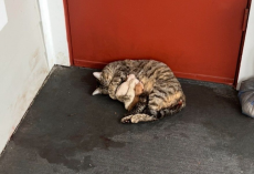 Cat Gives Birth on Apartment Doorstep — And Finds a Family Just in Time