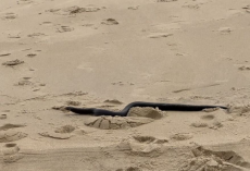 Little Girl Thinks She Sees a Stick on the Beach — Then It Starts to Move