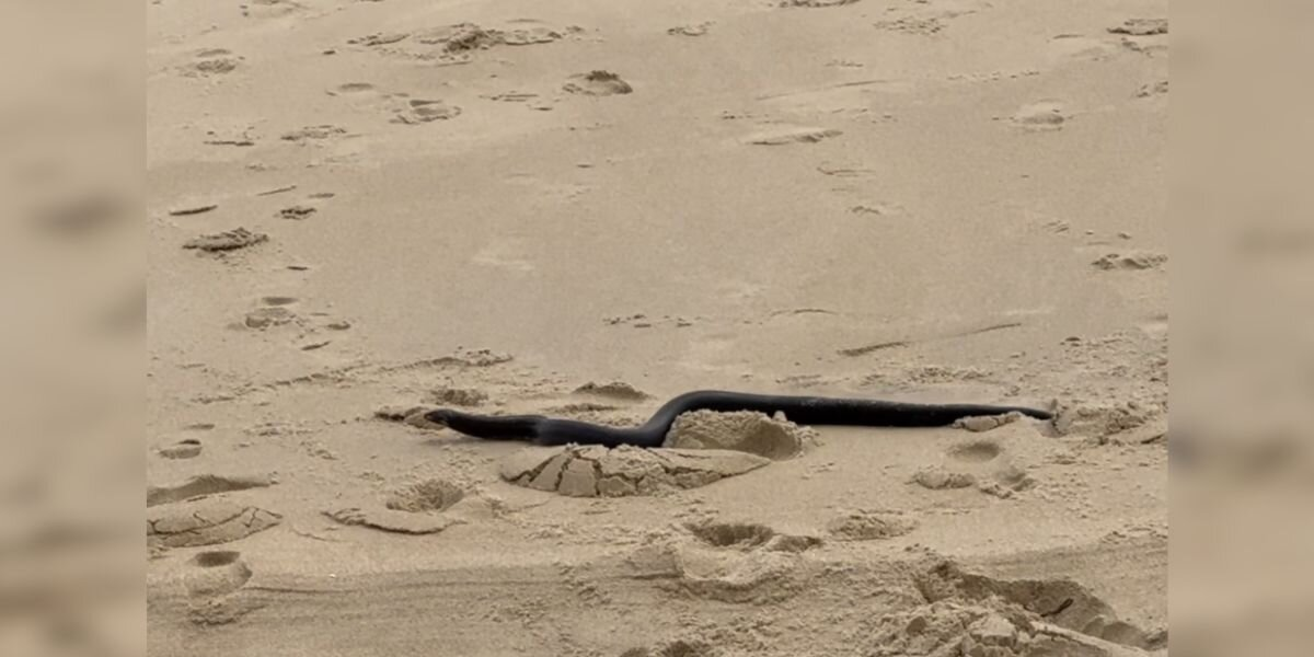 Little Girl Thinks She Sees a Stick on the Beach — Then It Starts to Move