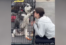 Senior Dog Overlooked for Years Finds a Family — Thanks to a Little Girl’s Intuition