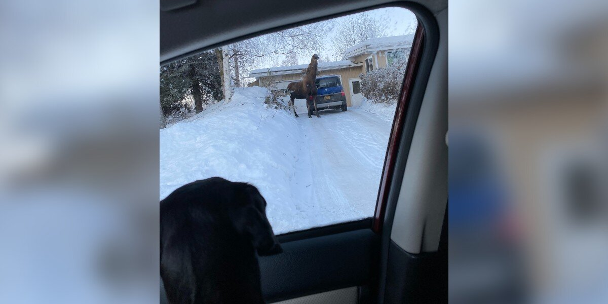 Dog Encounters Bizarre Creature in Driveway — And Her Confusion Is Priceless