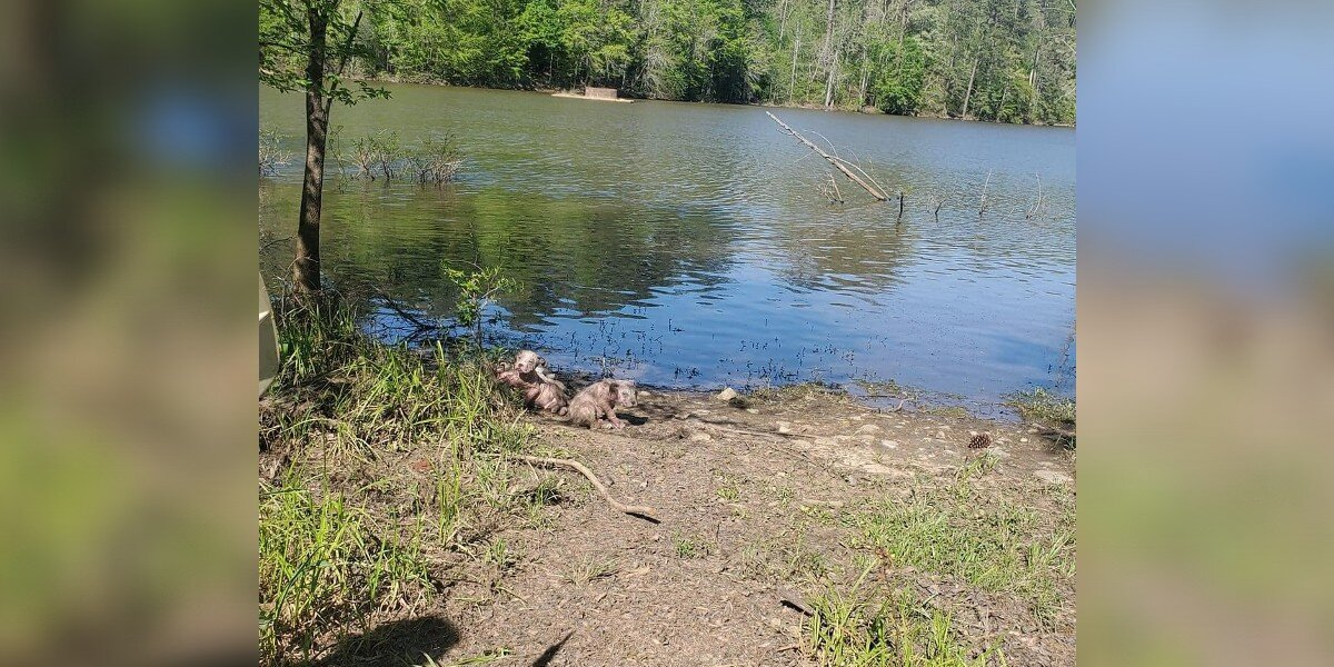 Kayaker Spots Strange Movement On Shore — Then Realizes They're Hairless Puppies