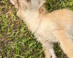 Left For Dead On the Road, This Dog Got a Second Chance — Thanks to One Woman’s Love