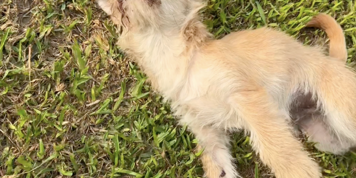 Left For Dead On the Road, This Dog Got a Second Chance — Thanks to One Woman’s Love