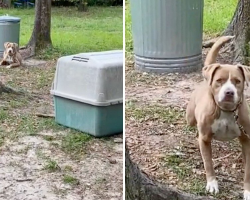 Couple Buys a House — and Finds a Dog Tied to a Tree Waiting for Love