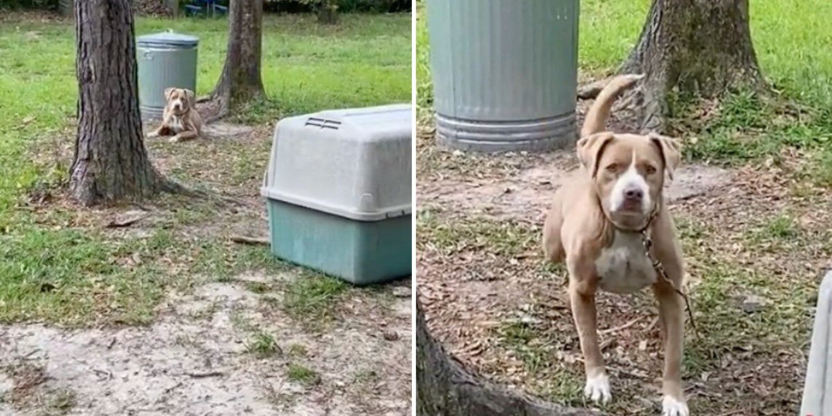 Couple Buys a House — and Finds a Dog Tied to a Tree Waiting for Love